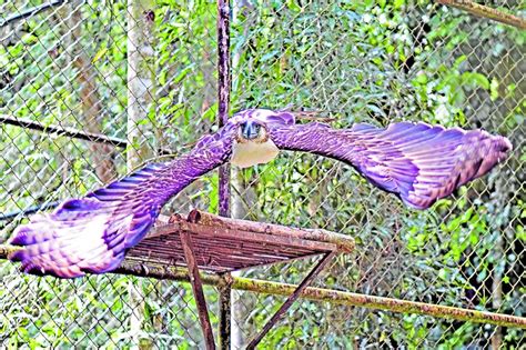 world eagle charitable finance international philippines|Stronger international effort needed to save Philippine Eagle.